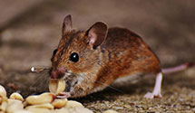 24 Hour & Emergency Exterminators in Lakeview, AR